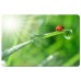 Esperanza Mouse Pad Different Patterns